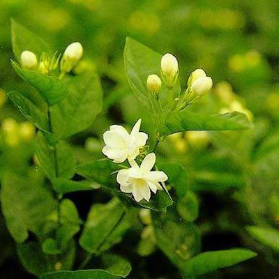 茉莉花醬炒鍋_茉莉花醬炒鍋價格_茉莉花醬炒鍋廠家_茉莉花醬炒鍋圖片